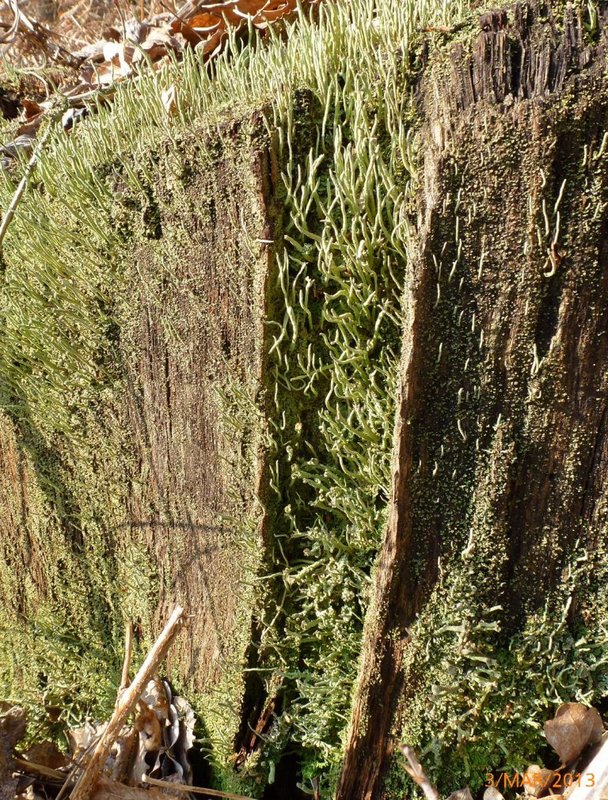 Lichens forestiers 3.3.2013 072